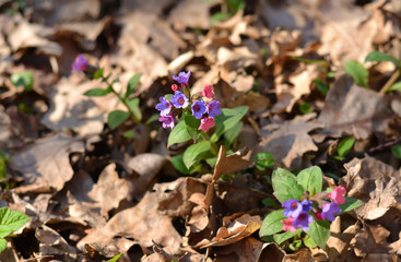 Pulmonaria in forest
