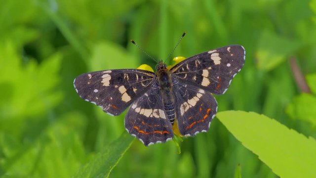 Beautiful butterfly sitting on leaf. Nice macro shot. This butterfly is also known as the map or Araschnia levana