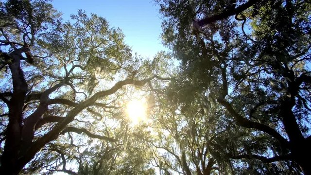 Looking up at the amazing branches of the Live Oak trees in while walking though one of the many parks in Savannah Georgia