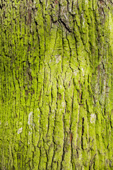Old tree with strong green moss on the bark German oak natural cosmetics rough skin cracked structure