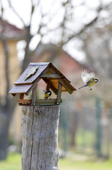 The Great Tit (Parus major), little birds flying around the feeder in the garden, Czech republic, Europe.