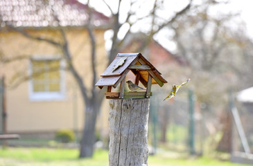 The Great Tit (Parus major), little birds flying around the feeder in the garden, Czech republic, Europe.