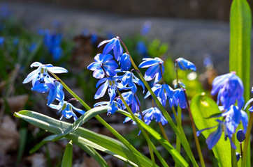 Blausternchen Scilla siberica blau
