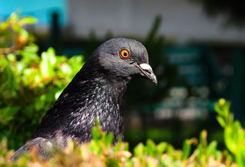crow on tree