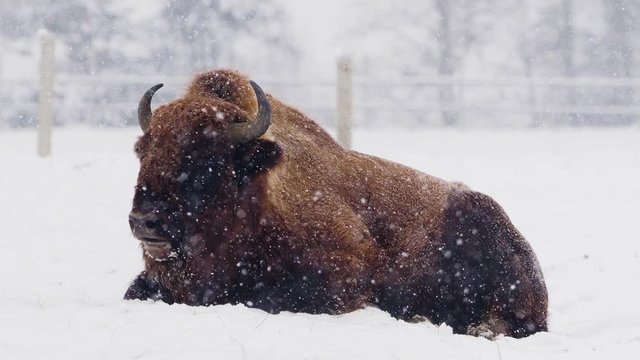 European bison (Bison bonasus) in natural habitat in winter