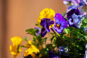 Spring garden decorated with colofrul viola flowers