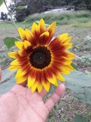 Fototapeta premium sunflower in hand of young woman