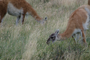 Guanacos Lama guanicoe grazing in a meadow.