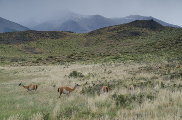Guanacos Lama guanicoe in Torres del Paine National Park.