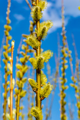 Announcing the arrival of spring and the symbol of Easter - male catkins on a willow (Salix sp.)