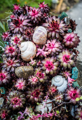 Gartendekoration mit Semper Vivum Hauswurzen