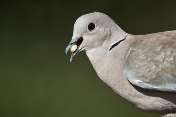 Ring-necked dove (Streptopelia decaocto) eats bird food seeds close-up.