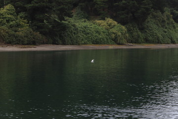 ave en lago natural paisaje