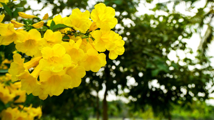 Blooming Yellow Bell, Yellow Elder, Trumpet Vine in the park.    