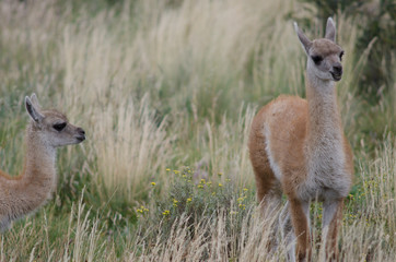 Cubs of guanaco Lama guanicoe in a meadow.