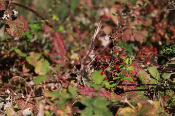 moras silvestres natural berries