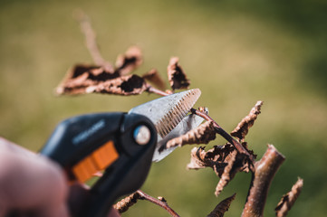 Farmer hand prunes and cuts branches of a tree in the garden with pruning shears or secateurs in...