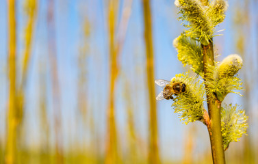 Honey bee during pollination and collecting pollen from a male catkin willow (Salix sp.) in spring...