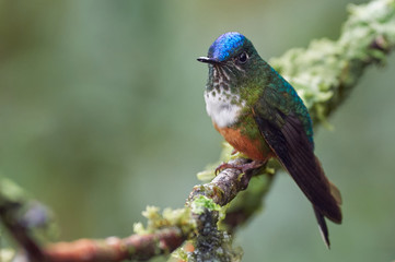 Hummingbird resting on a branch with moss