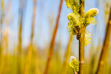 Honey bee collecting pollen from a willow flower in spring time.