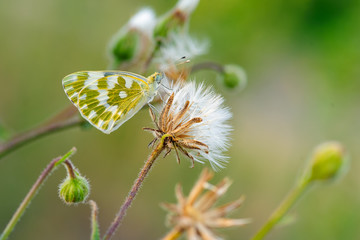 A selective focus shot of the incredible beautiful butterfly rests on a flower. Close-up.