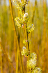 Willow (Salix sp.) branch with blooming male catkins in the afternoon spring sun. Nature photo.
