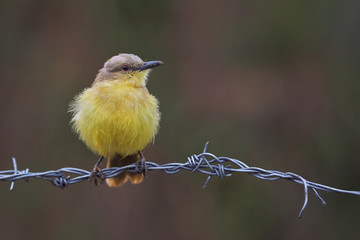 Flycatcher perched on a barbed wire