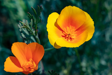 Obraz premium Spring Poppis