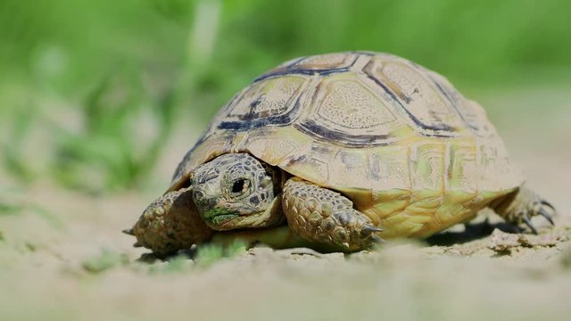 Spur thighed turtle (Testudo graeca) in natural habitat