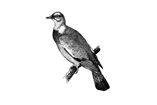PIGEON (Palumbus torquatus) - Vintage Engraved Illustration 1889