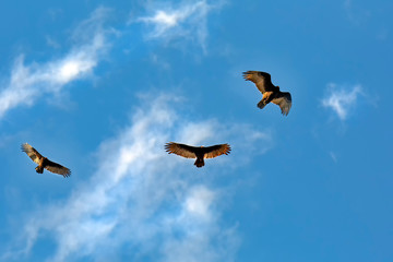 Turkey Vulture, Sierra Nevada