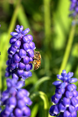 Honey Bee on Grape Hyacinth