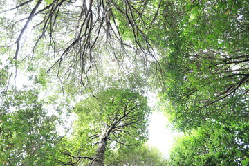 arboleda bosque copas de arbol