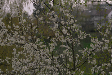 Blossom in Germany