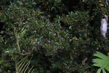 arbusto verde bosque 