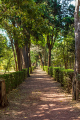 Fototapeta premium Camino arbolado en medio de un parque. Parque Viveros en Coyoacán, Ciudad de México