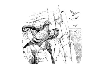PIGEON (Columba livia) - Vintage Engraved Illustration 1889