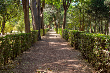 Camino arbolado en medio de un parque. Parque Viveros en Coyoacán, Ciudad de México