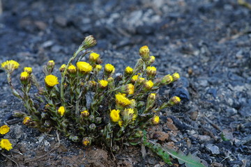 Yellow blooming Tussilago farfara coltsfoot