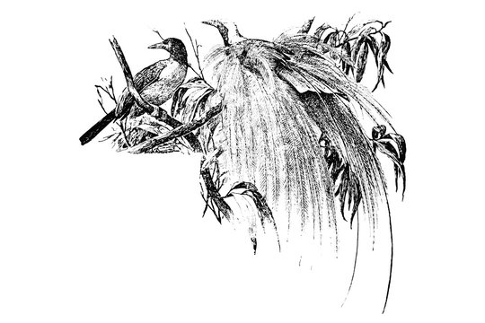 BIRD OF PARADISE (Paradisaeidae) - Vintage Engraved Illustration 1889