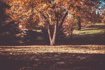 Autumn park, blue sky, warm autumn, a large beautiful autumn tree