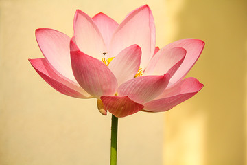 Fototapeta premium The lotus