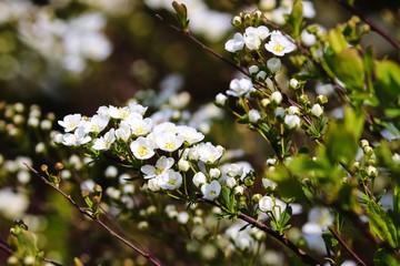 weisse Blüten am Spierstrauch