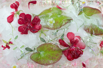 Frozen flowers, flowers in ice, soft focus, close up.