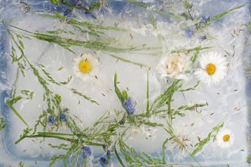 Frozen flowers, flowers in ice, soft focus, close up.