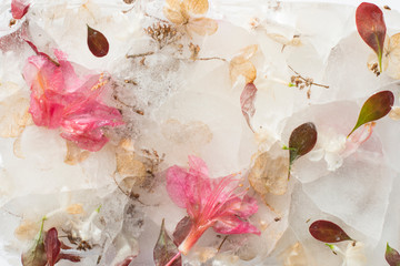 Frozen flowers, flowers in ice, soft focus, close up.