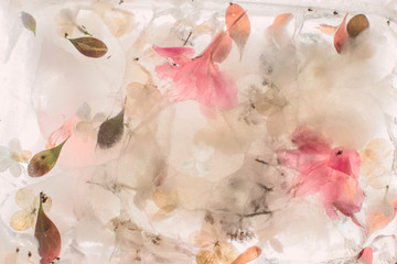Frozen flowers, flowers in ice, soft focus, close up.