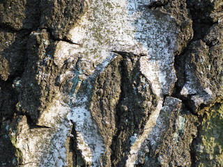 Natural bark of old tree, background