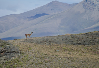 Guanaco in Torres del Paine National Park.