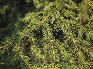 Christmas tree branches without decorations